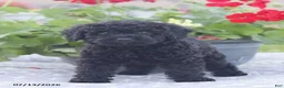 Miniature Poodle dogs for sale: Norm - Ad 11