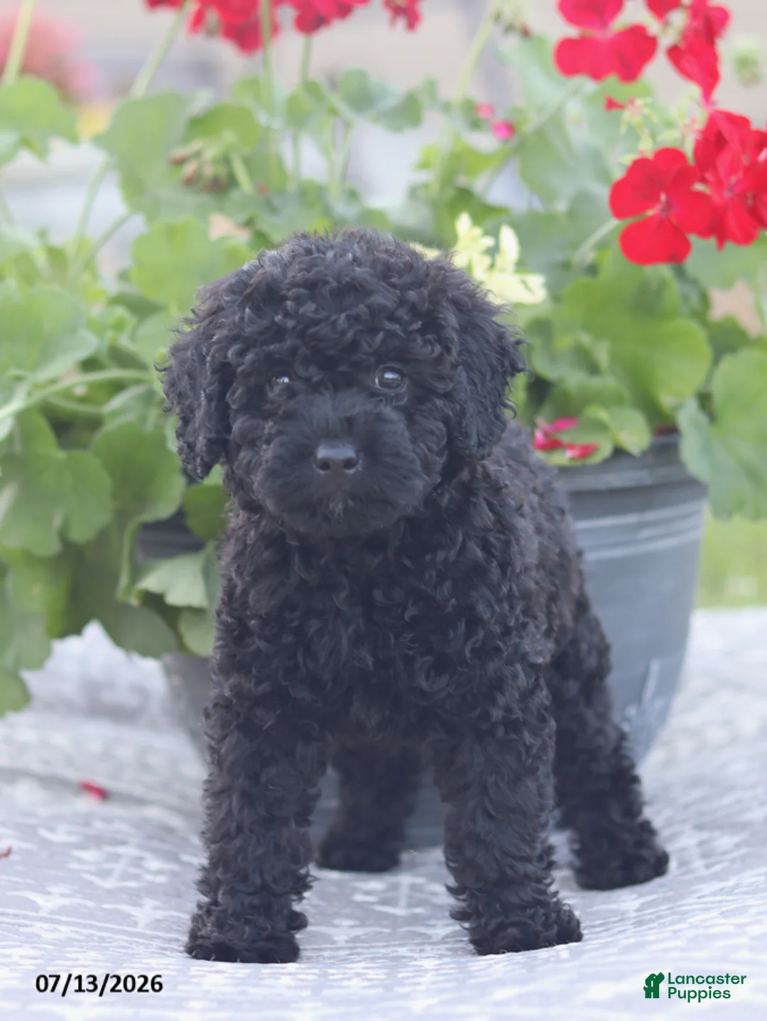 Miniature Poodle dogs for sale: Norm - Ad 11