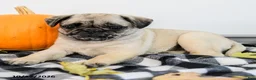 Pug dogs for sale: Polly - Ad 2