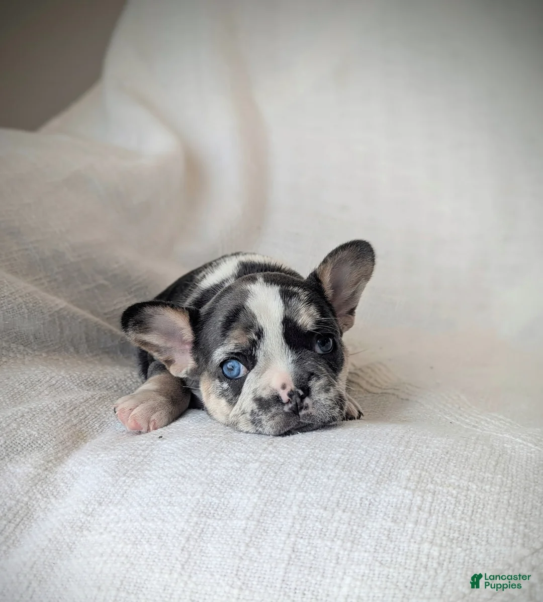 French Bulldog dogs for sale: Luna - Ad 4