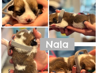 Welsh Corgi Pembroke dogs Nala - grey - Ad 17