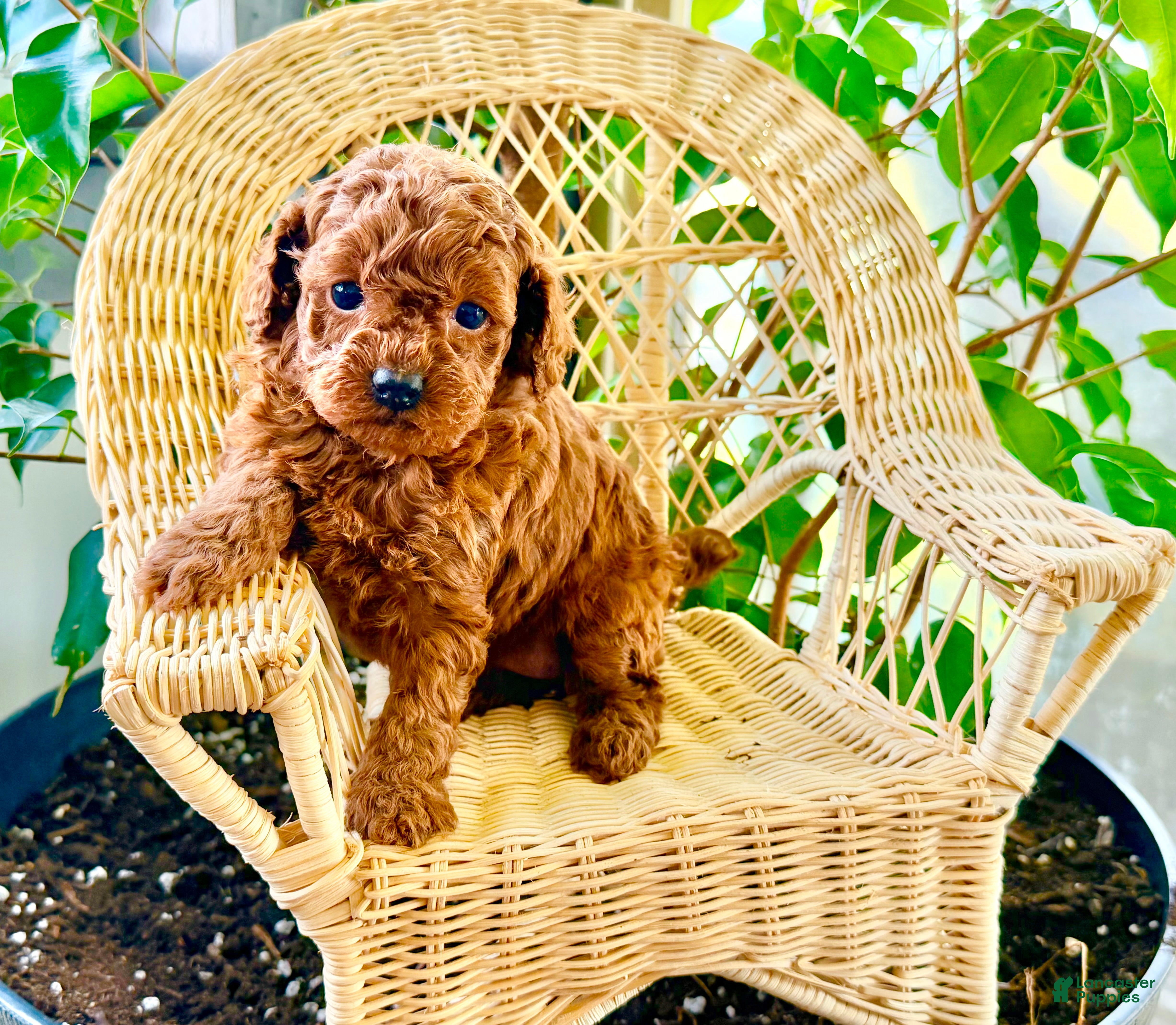 Toy Poodle dogs Remi  - Ad 1