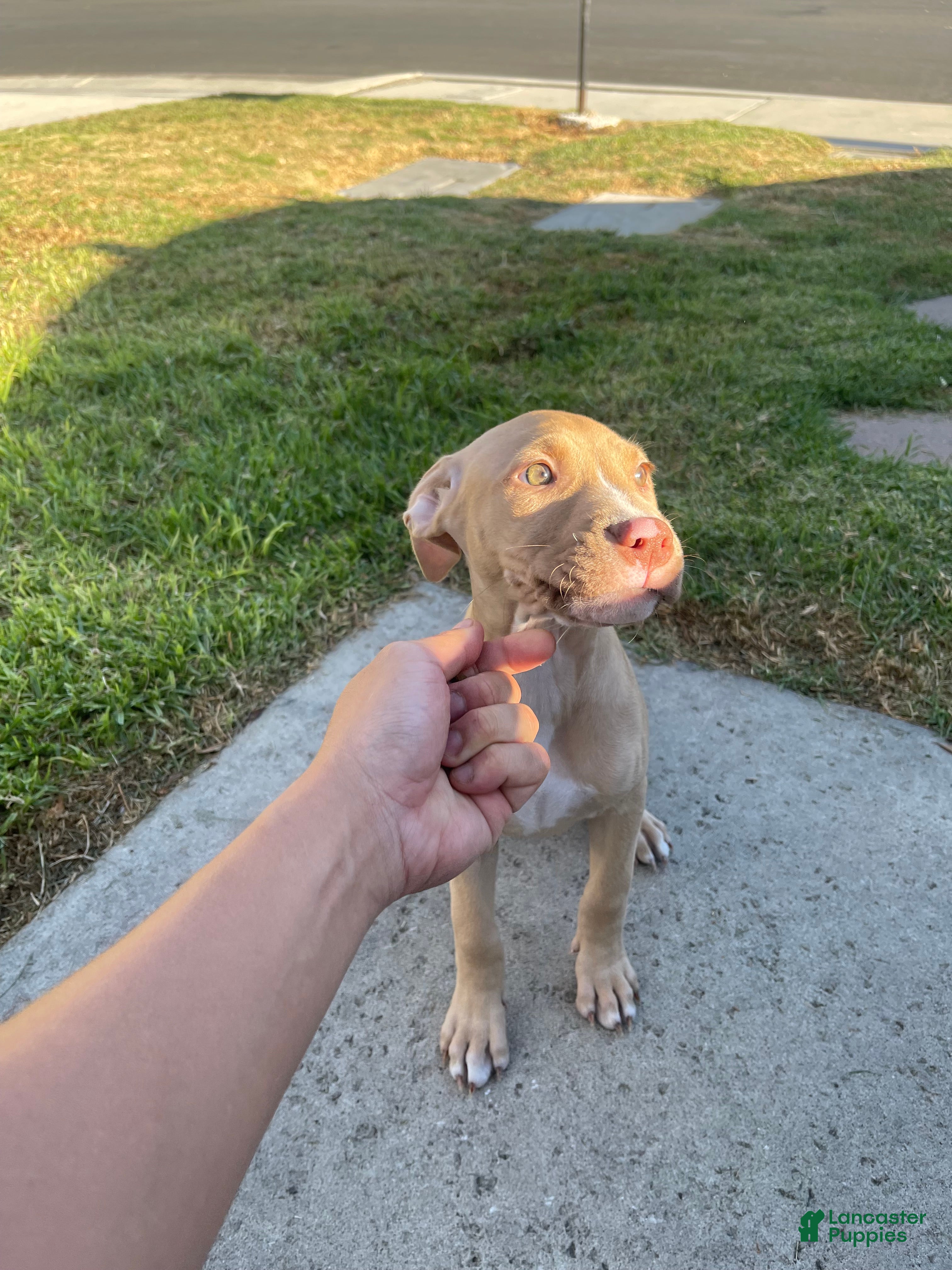 American Pit Bull Terrier dogs Bambi (UKC and ADBA) - Ad 29