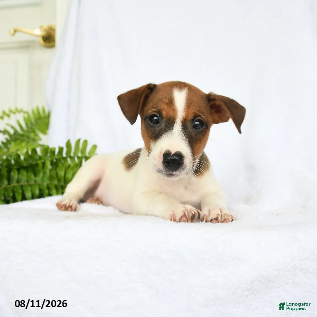 Jack Russell Terrier dogs for sale: Washington - Ad 3