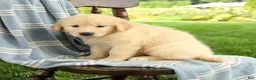 Mixed Breed dogs for sale: Carly - Ad 3