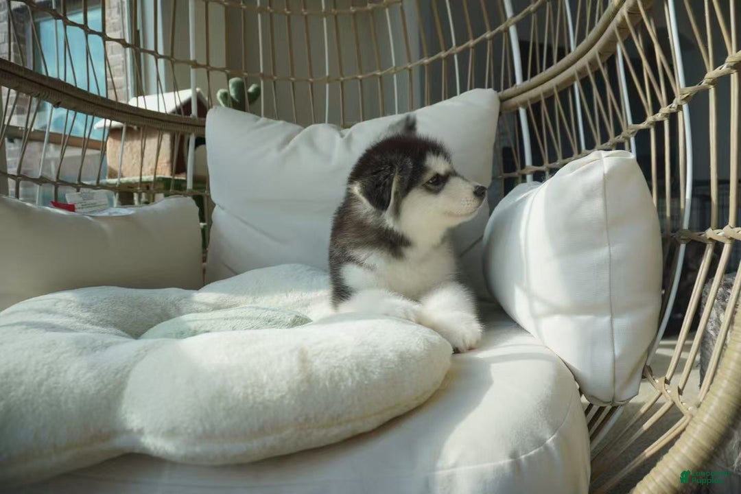 Alaskan Malamute dogs for sale: Xiao Hong - Ad 6