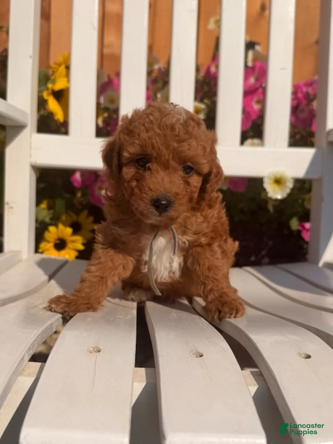 Mini Aussiedoodle dogs for sale: Blaze - Ad 2
