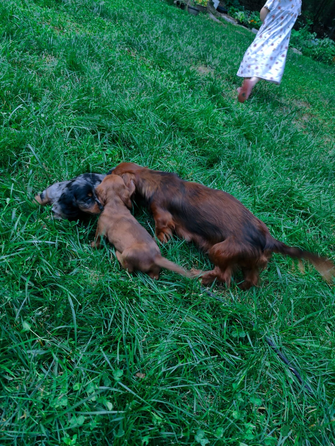 Miniature Dachshund dogs for sale: Prancer - Ad 12