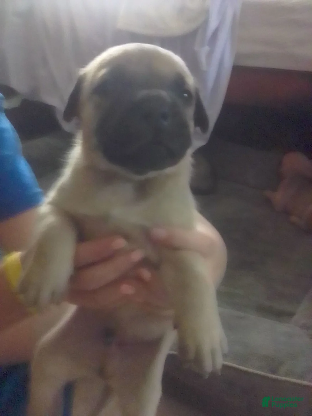 Cane Corso dogs for sale: Cane Corso Male 4 - Ad 1