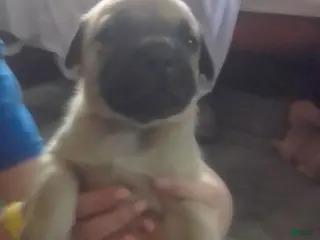 Cane Corso dogs Cane Corso Male 4 - Ad 3
