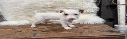 Jack Russell Terrier dogs for sale: Jrtca Cinderella  - Ad 6