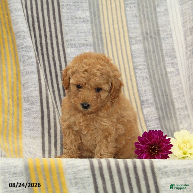 Toy Poodle dogs Valerie - Ad 2