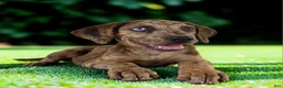 Catahoula Leopard Dog dogs for sale: Tigger 2026 Female 3 - Ad 6