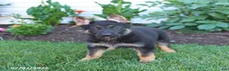 German Shepherd dogs for sale: Serena - Ad 2