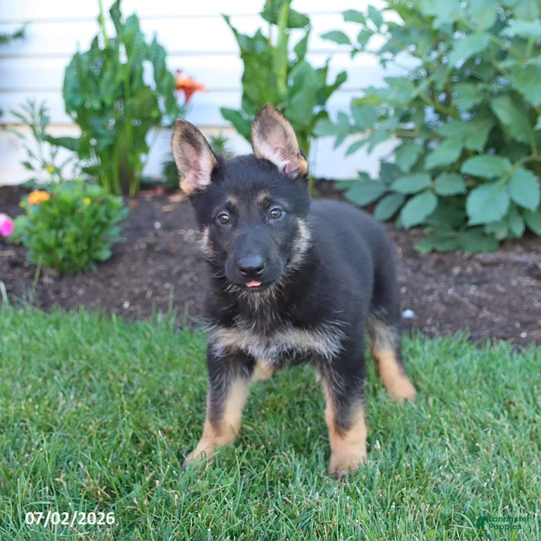 German Shepherd dogs for sale: Serena - Ad 2