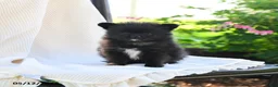 Pomeranian dogs for sale: Flit - Ad 3