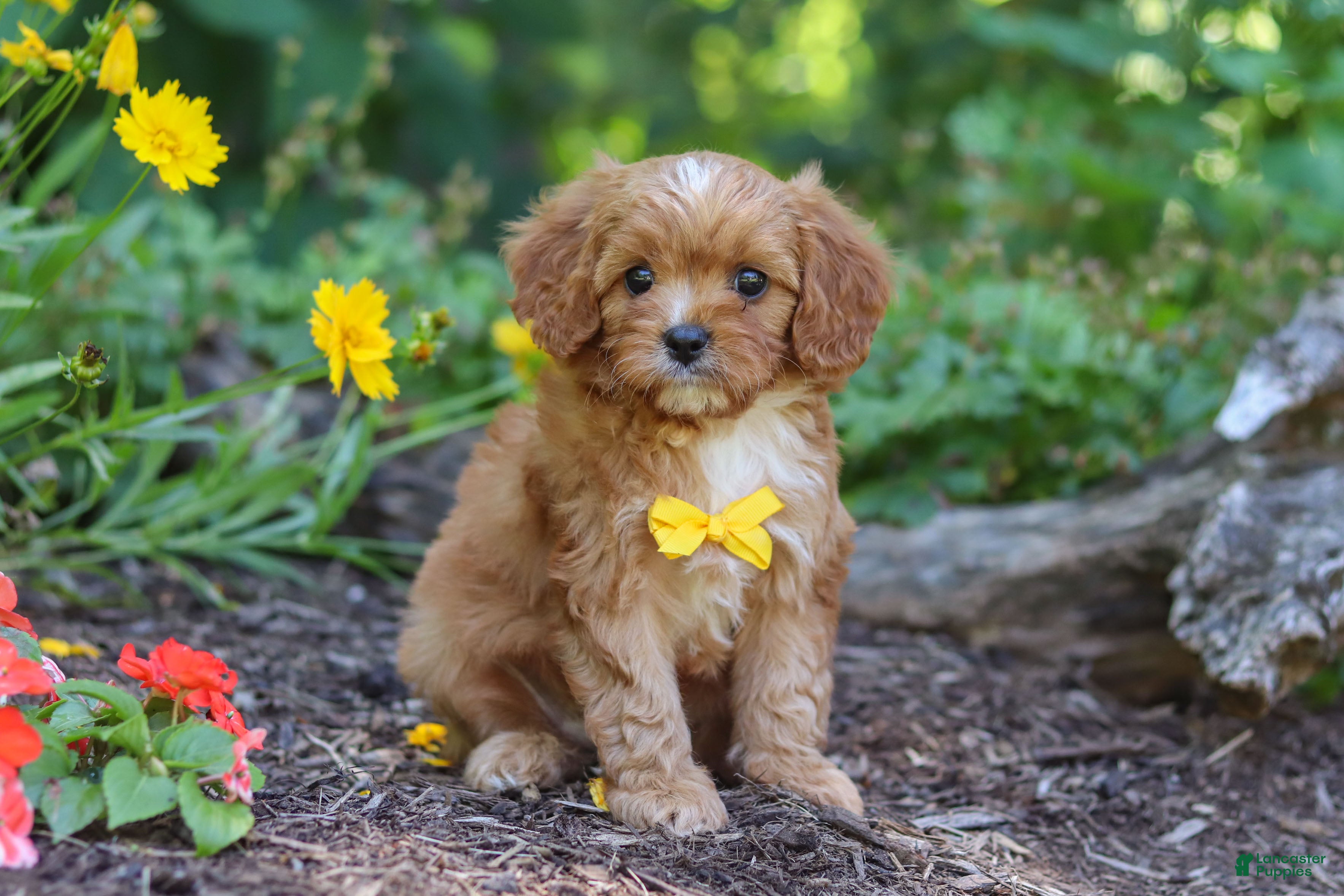 Cavapoo dogs Zack - Ad 2