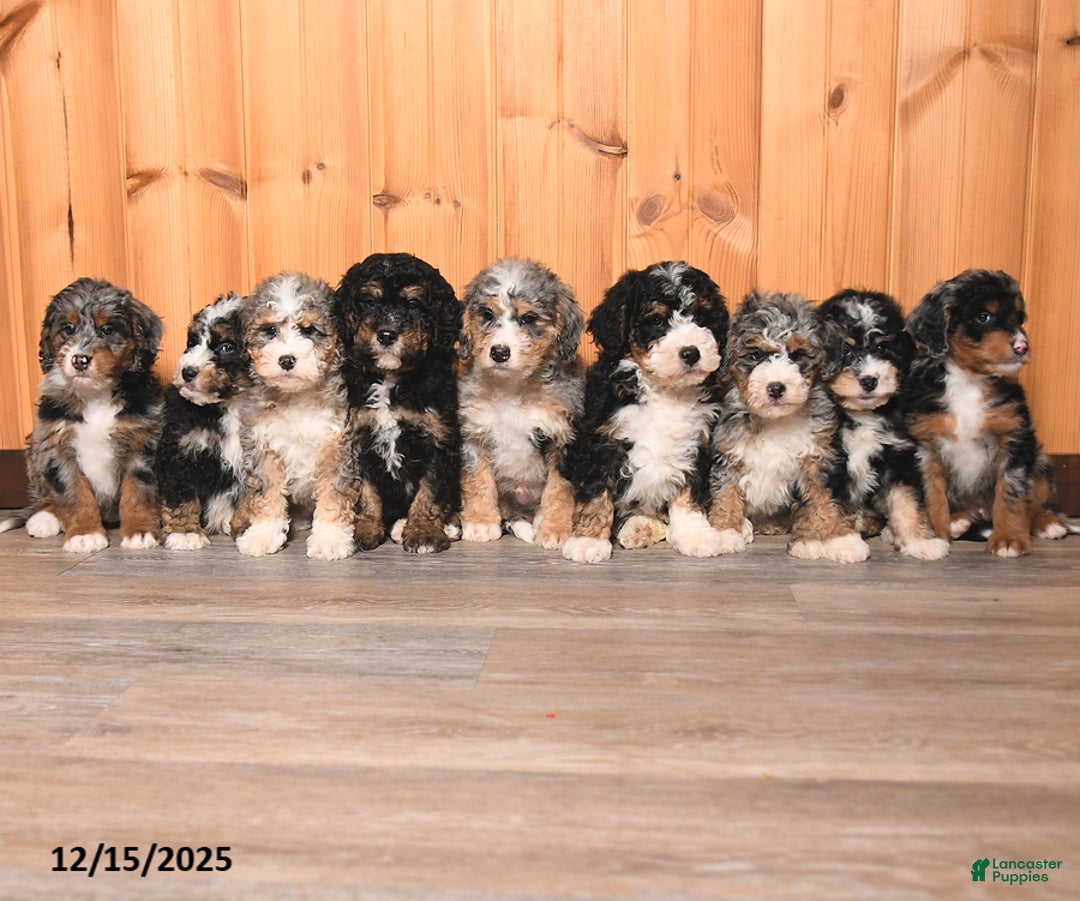 Bernedoodle dogs for sale: Christmas - Ad 5