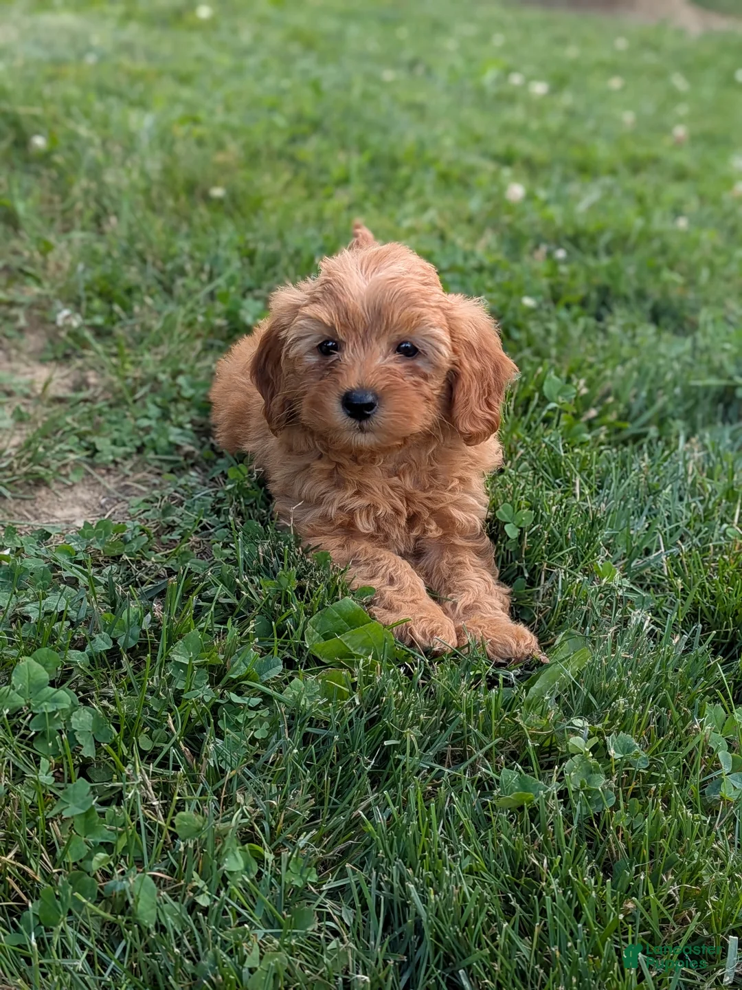 Mini Goldendoodle dogs for sale: Leo - Ad 2