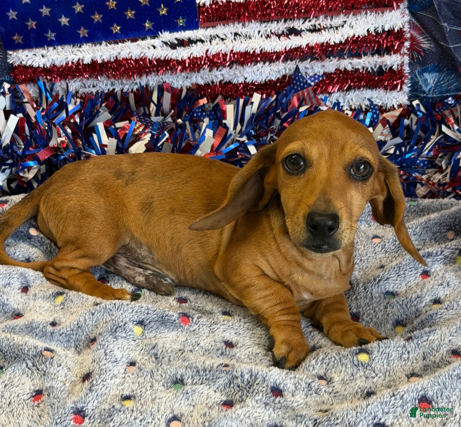 Miniature Dachshund dogs Ellis - Ad 34
