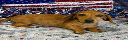 Miniature Dachshund dogs for sale: Ellis - Ad 1