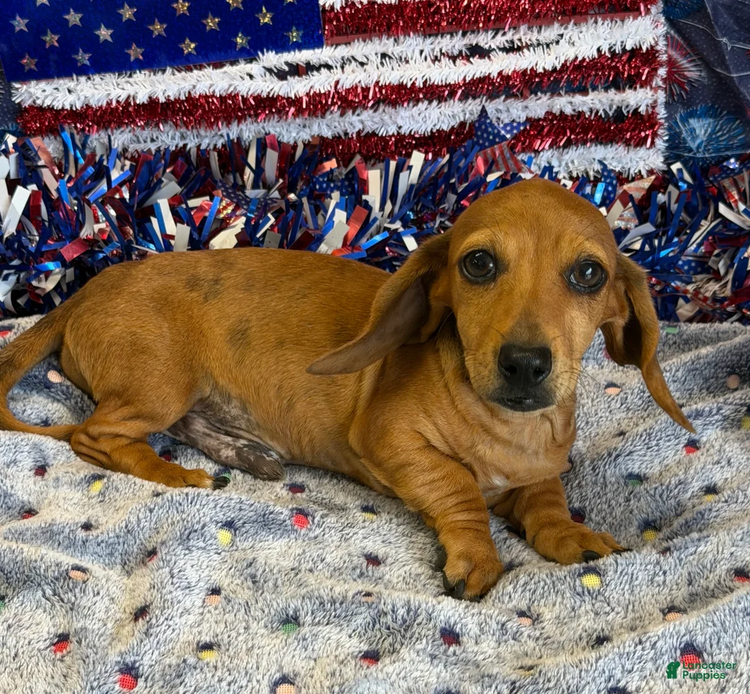 Miniature Dachshund dogs for sale: Ellis - Ad 1