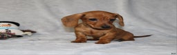 Miniature Dachshund dogs for sale: Chole - Ad 23