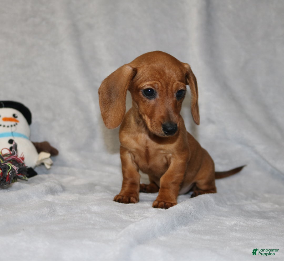 Miniature Dachshund dogs for sale: Chole - Ad 23