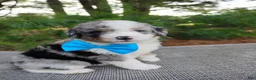 Bernedoodle dogs for sale: Damian - Ad 6