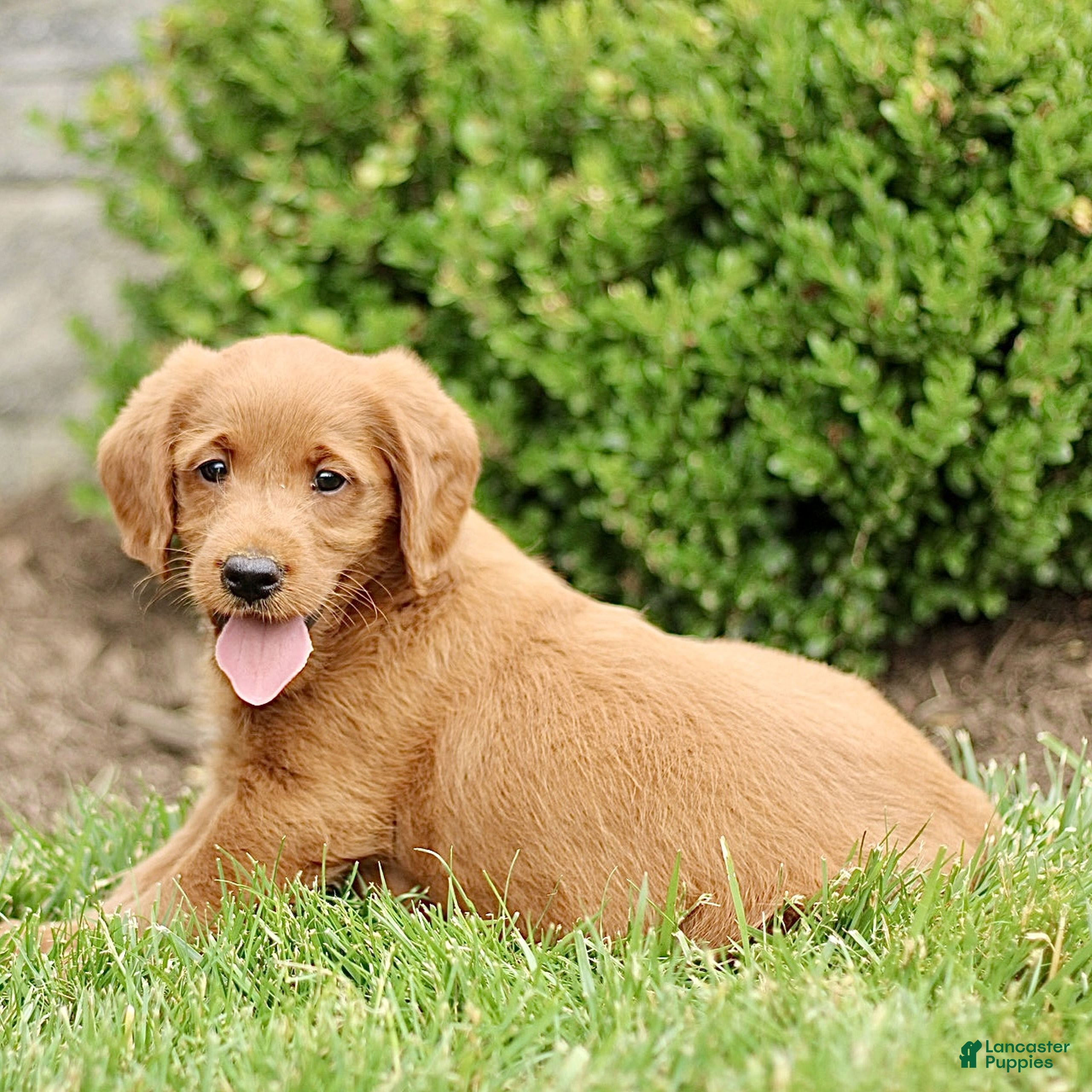 Labradoodle dogs Scott  - Ad 2