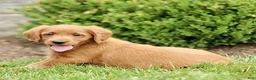 Labradoodle dogs for sale: Scott  - Ad 2