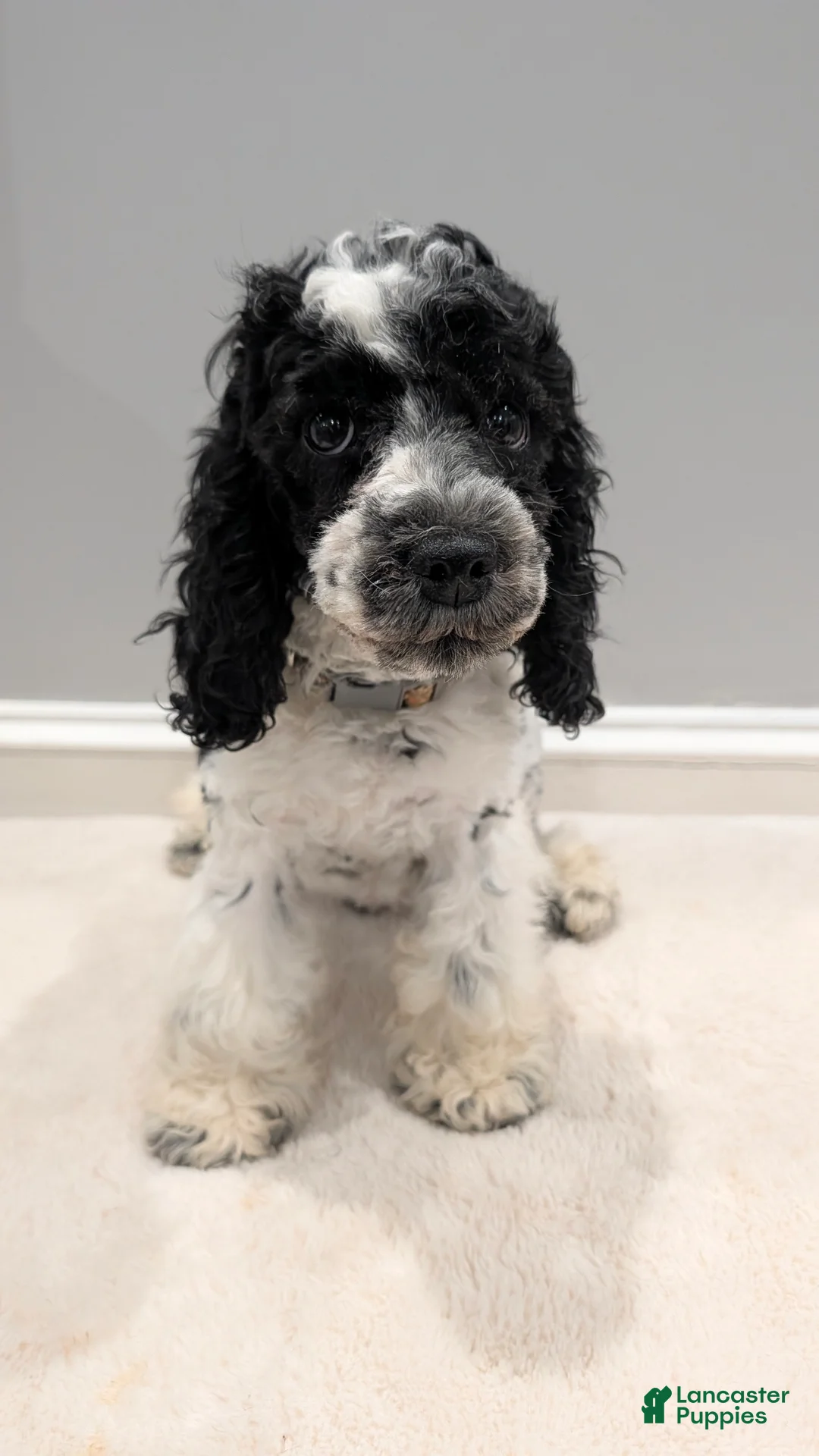 Cockapoo dogs for sale: Lucky (F2b) - Ad 2