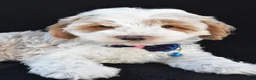 Cockapoo dogs for sale: Earl - Ad 5