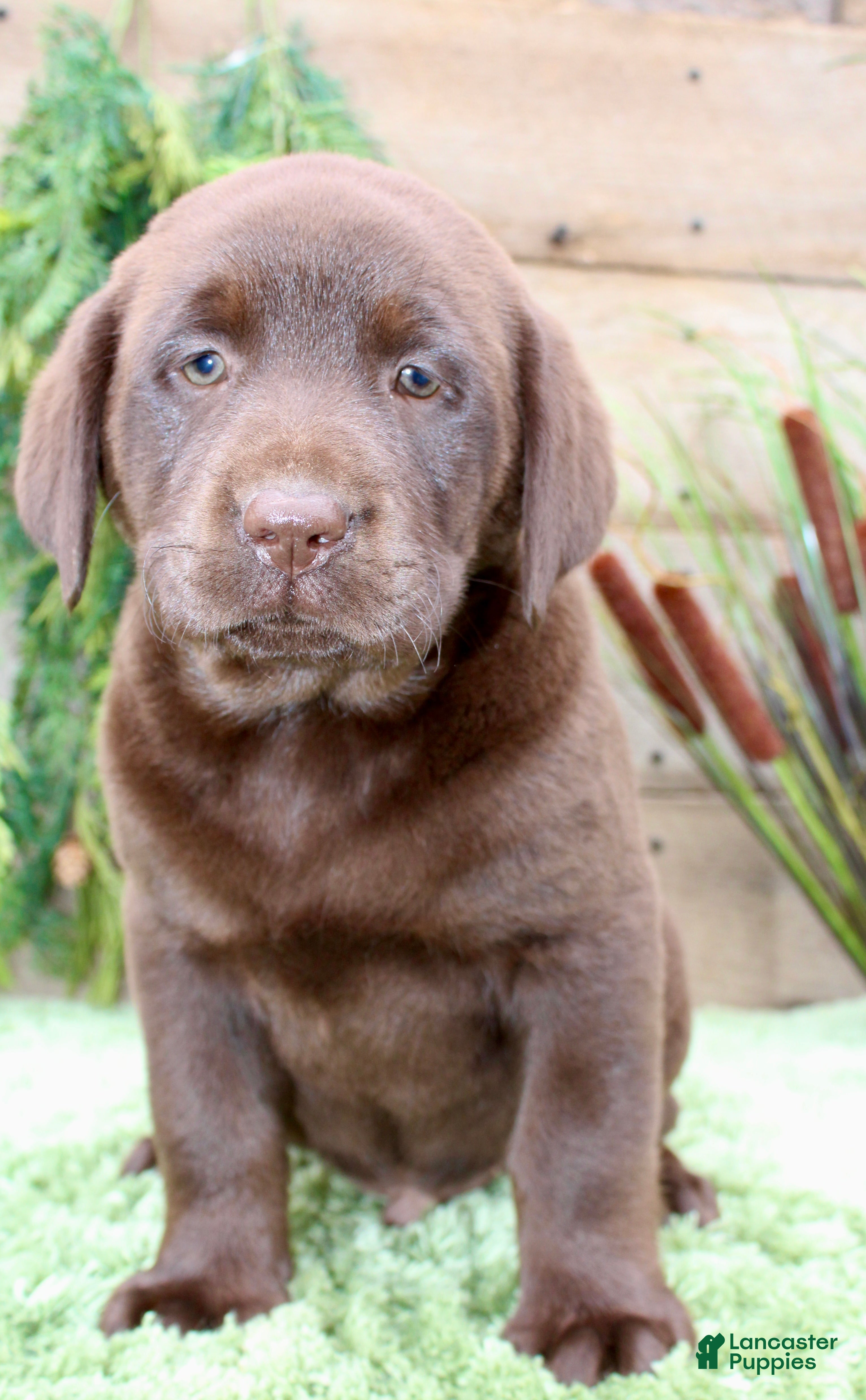 Labrador Retriever dogs Banjo - Ad 1