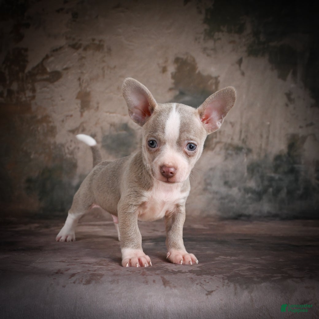 Chihuahua dogs for sale: Jay - Ad 13