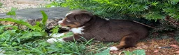 Miniature Australian Shepherd dogs for sale: #3 Red Tri female - Ad 3
