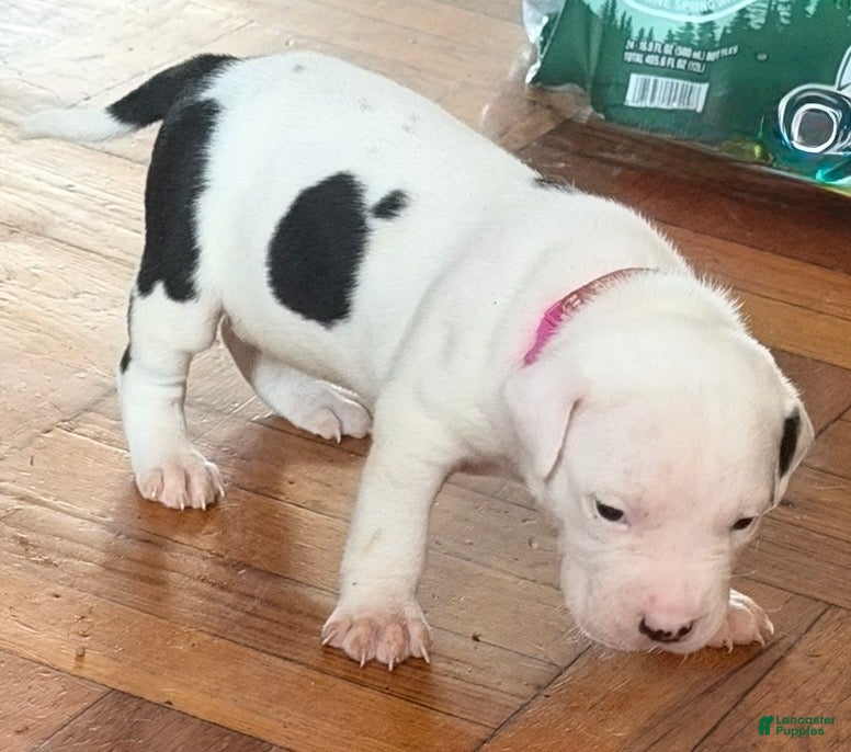 Mixed Breed dogs PEPPA - Ad 23