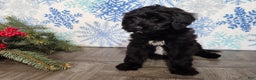 Mini Bernedoodle dogs for sale: Grace - Ad 11