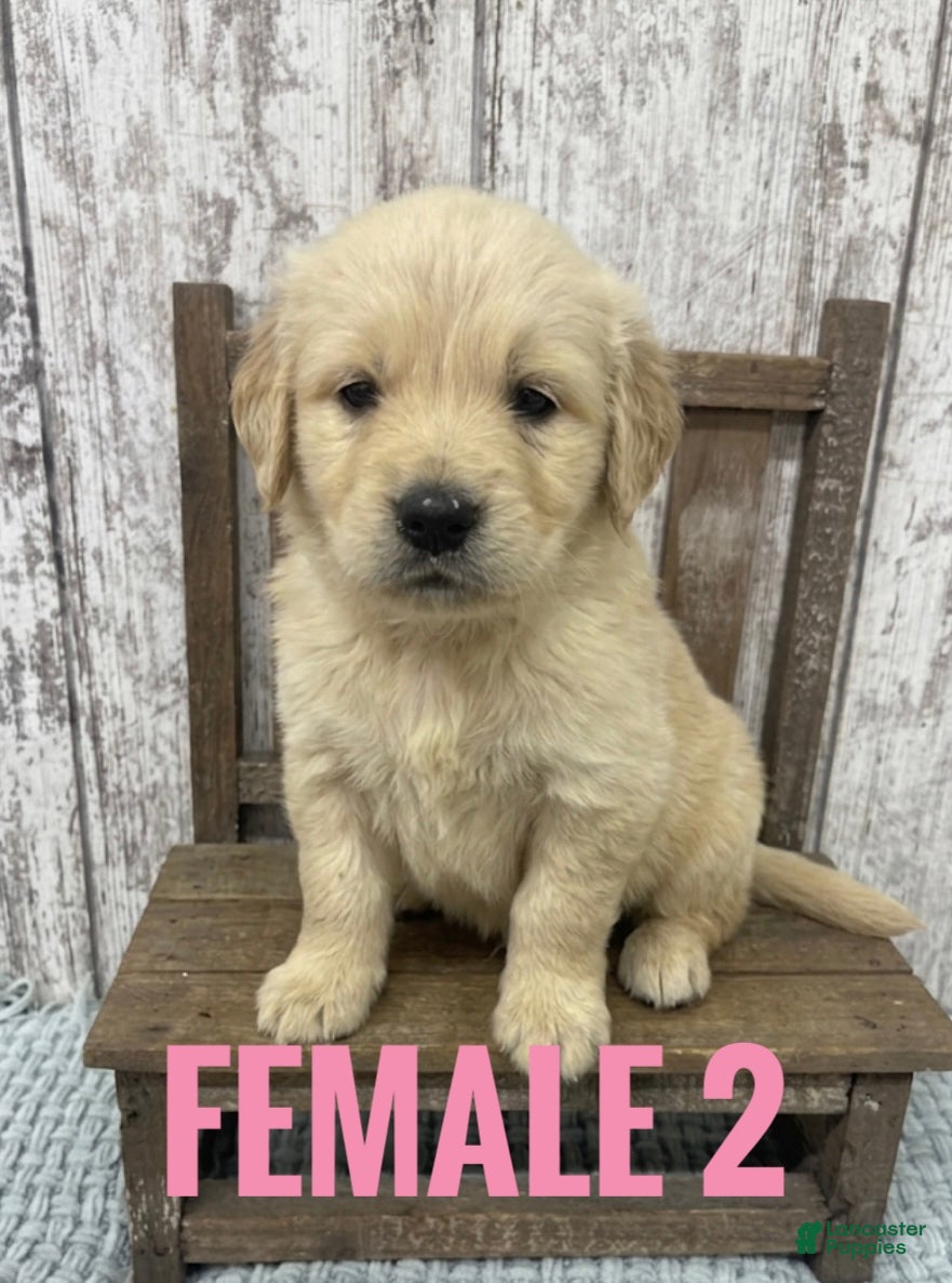 Golden Retriever dogs Golden Retriever Puppy 3 - Ad 23