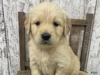 Golden Retriever dogs Golden Retriever Puppy 3 - Ad 23