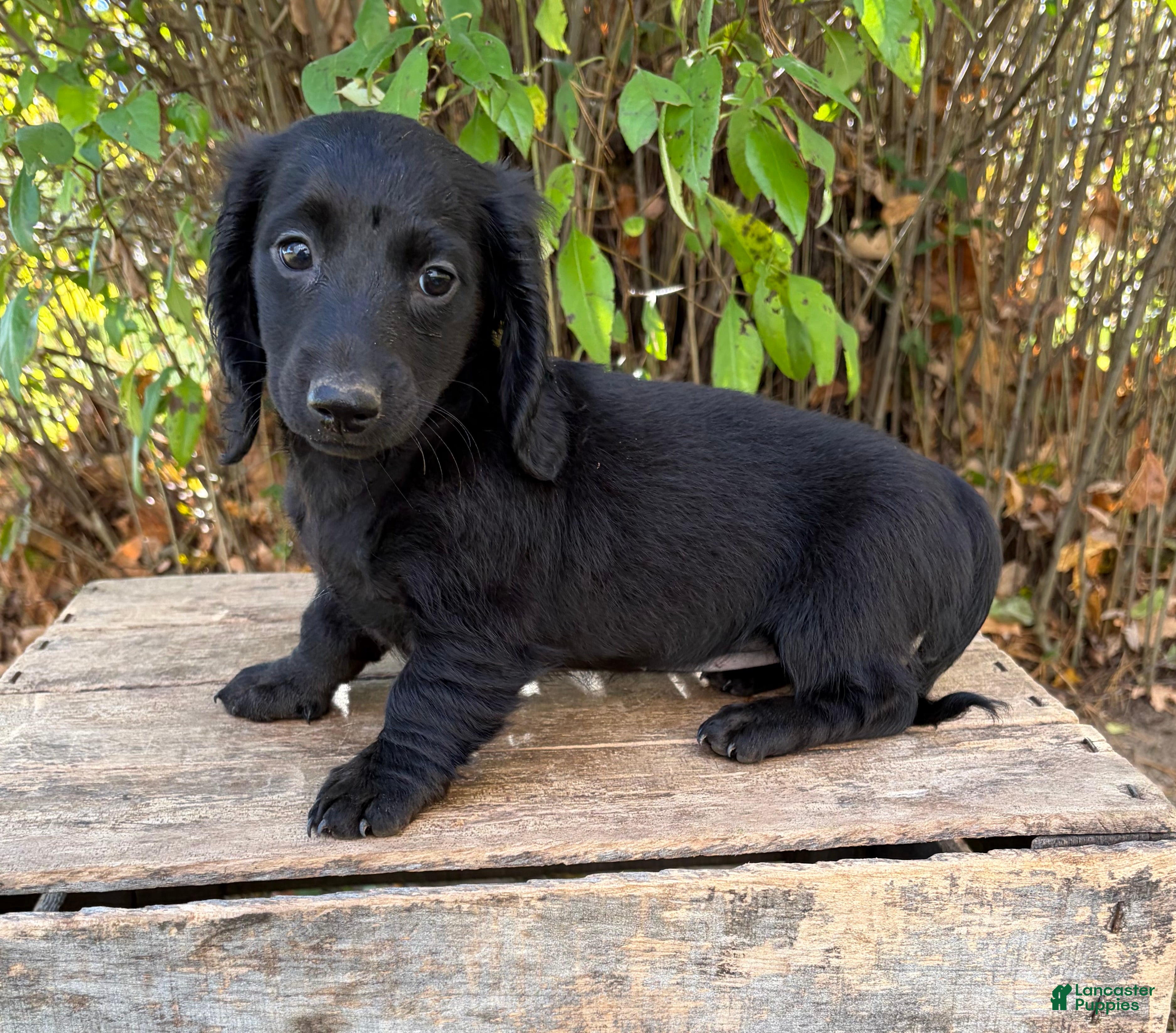 Dachshund dogs for sale: Tessa - Ad 1