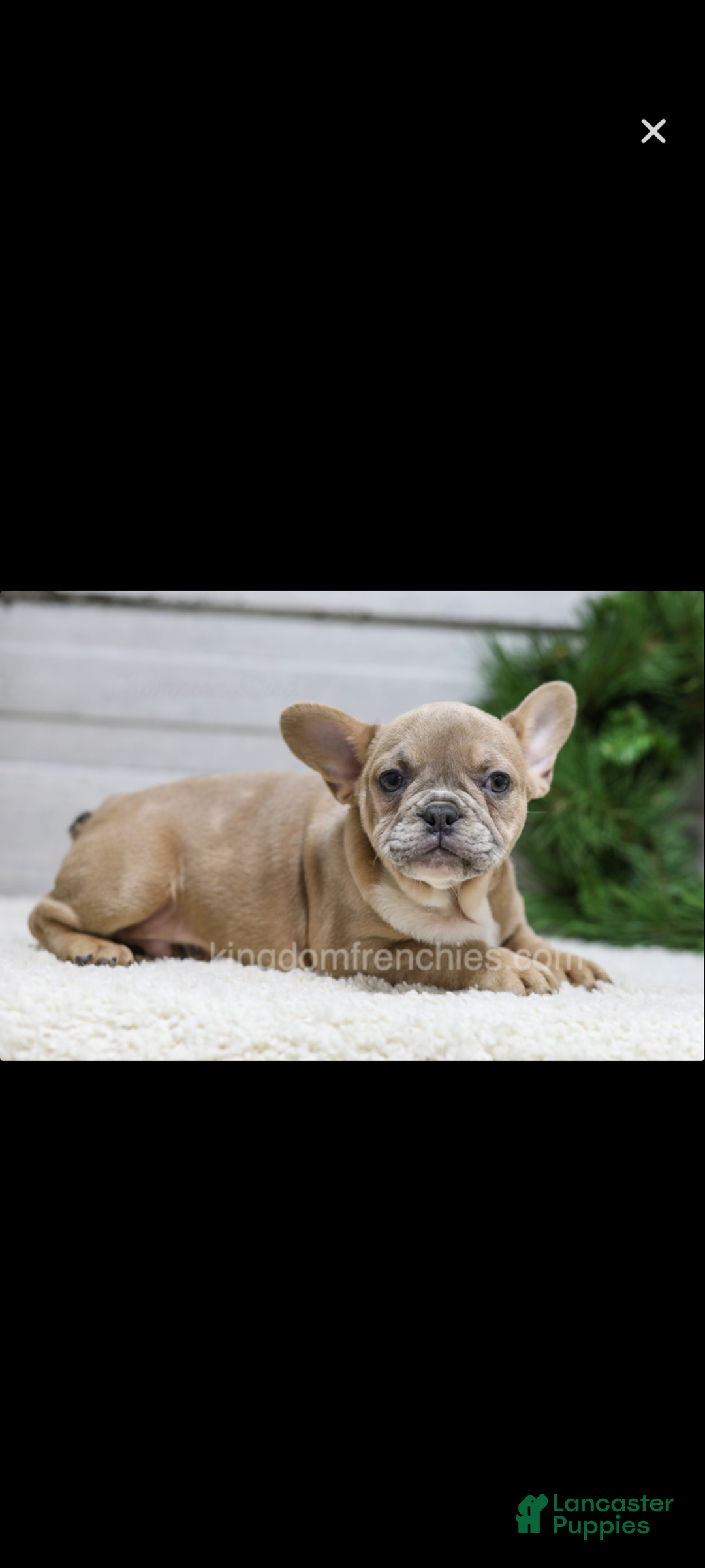 French Bulldog dogs for sale: Cooper - Ad 2
