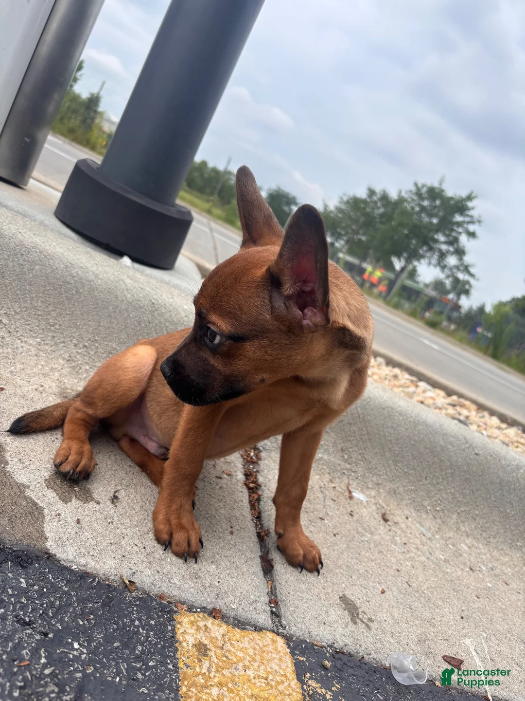 Mixed Breed dogs for sale: Mixed Breed 1 - Ad 6