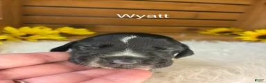 Wyatt 