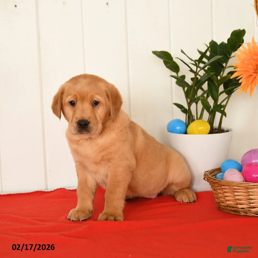 Goldador dogs for sale: Kinder - Ad 5