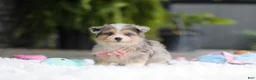 Mixed Breed dogs for sale: Nala - Ad 6