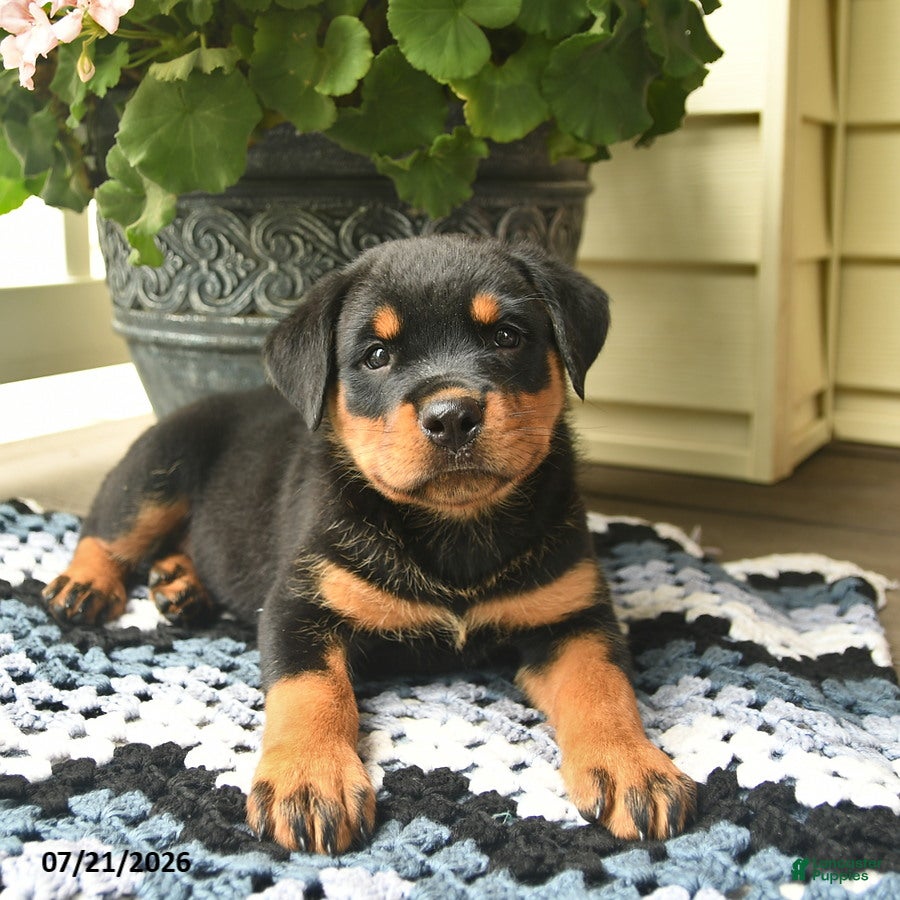 Rottweiler dogs Mercy  - Ad 2