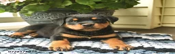 Rottweiler dogs for sale: Mercy  - Ad 2