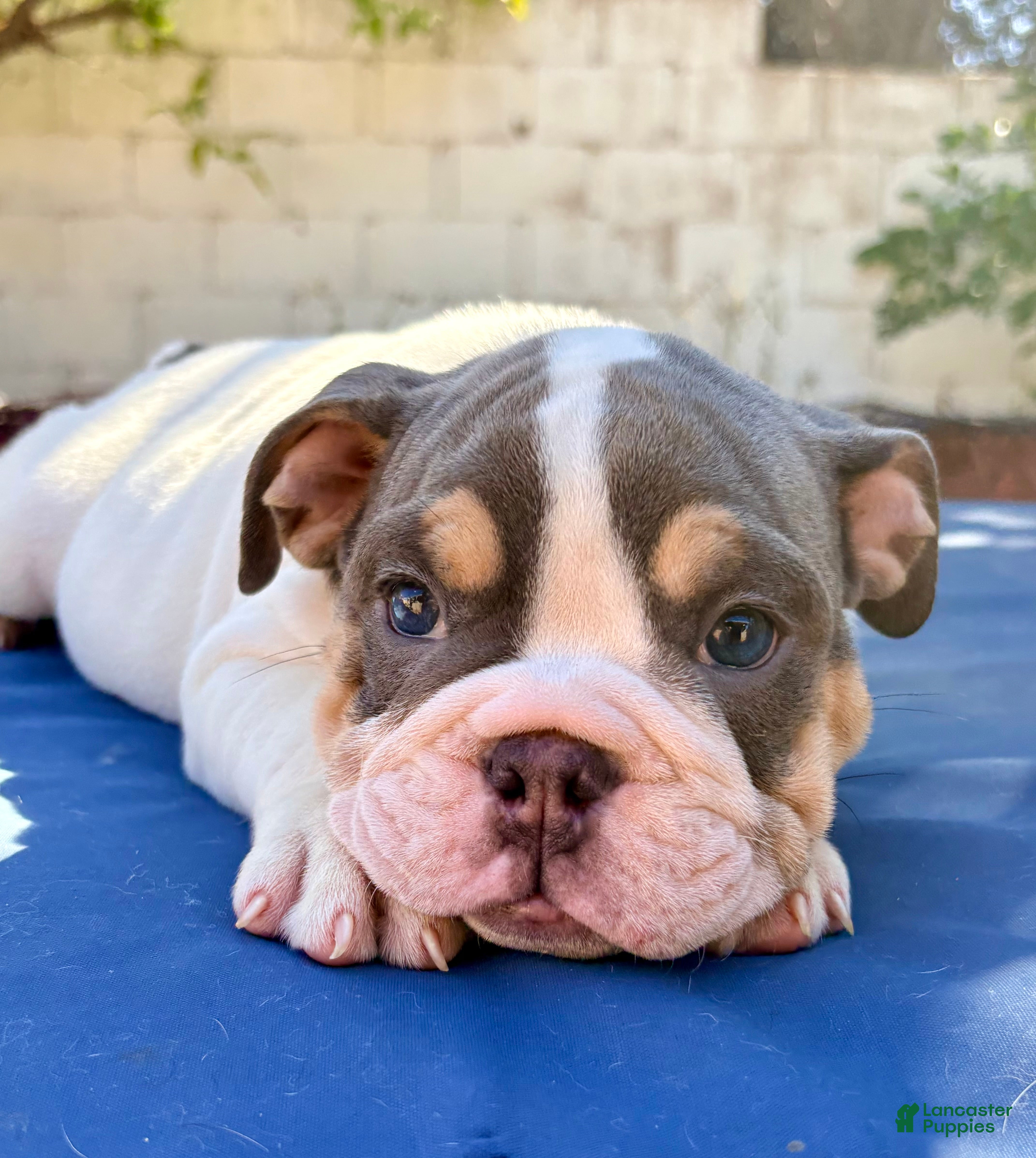 English Bulldog dogs Buster moon/mini bulldog - Ad 2
