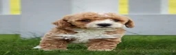 Miniature Labradoodle dogs for sale: Monica - Ad 3